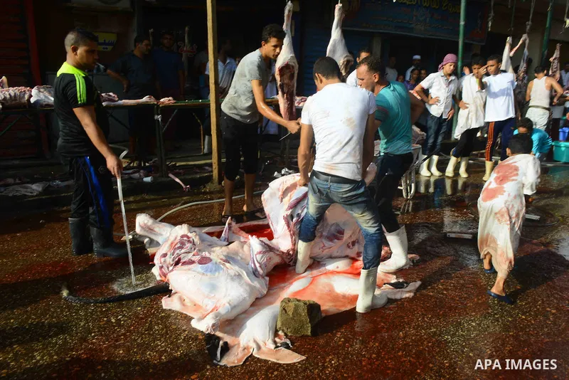 Egyptian Muslims sacrifice animals on the first day of of Eid al-Adha or the feast of sacrifice, in Cairo, Egypt, on September 12, 2016. Muslims across the world are celebrating the annual festival of Eid al-Adha, or the...
