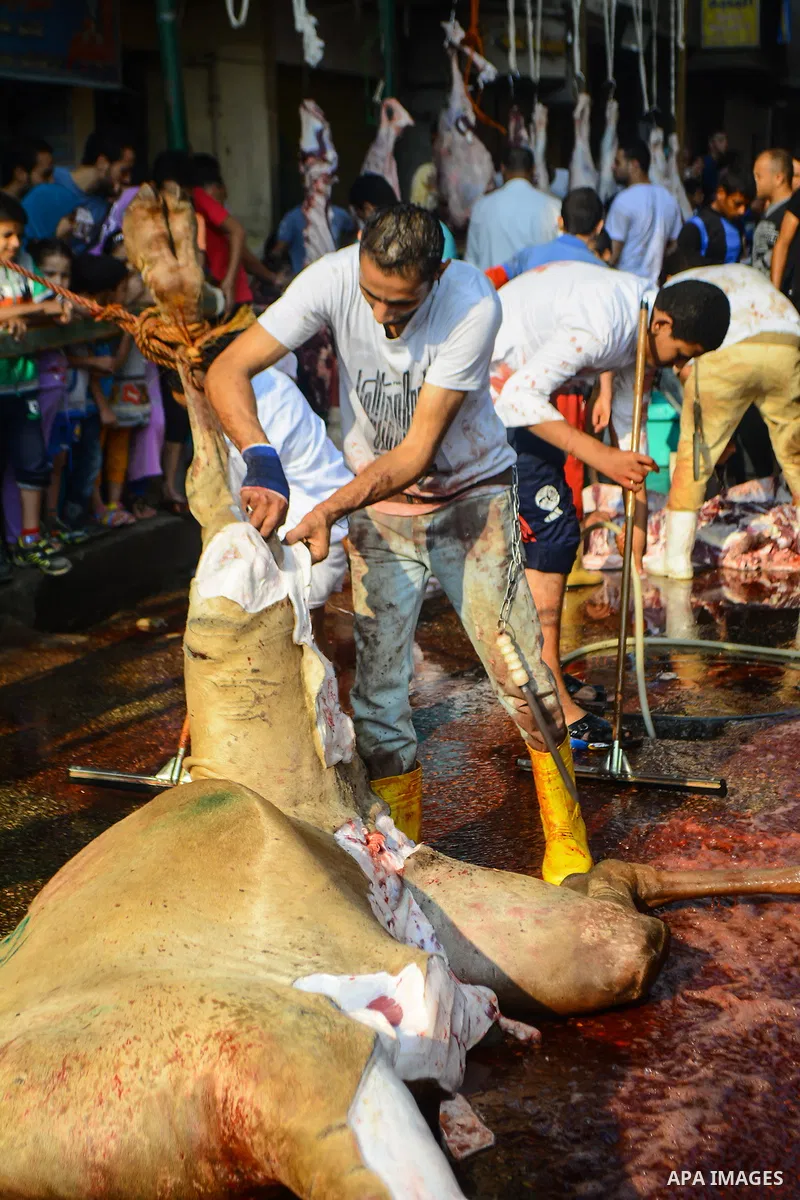Egyptian Muslims sacrifice animals on the first day of of Eid al-Adha or the feast of sacrifice, in Cairo, Egypt, on September 12, 2016. Muslims across the world are celebrating the annual festival of Eid al-Adha, or the...