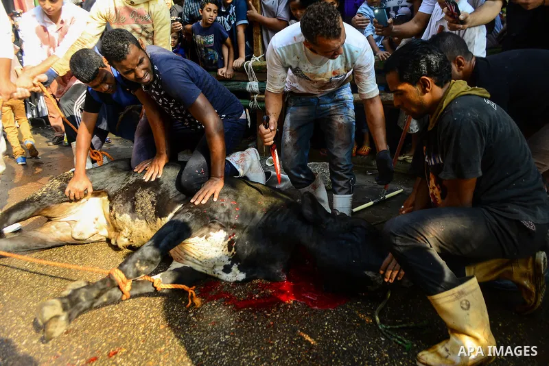 Egyptian Muslims sacrifice animals on the first day of of Eid al-Adha or the feast of sacrifice, in Cairo, Egypt, on September 12, 2016. Muslims across the world are celebrating the annual festival of Eid al-Adha, or the...
