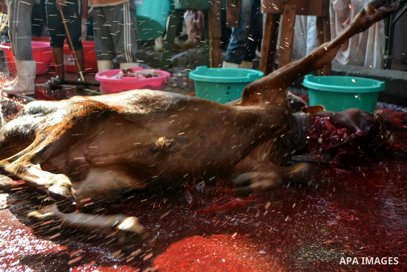 Egyptian Muslims sacrifice animals on the first day of of Eid al-Adha or the feast of sacrifice, in Cairo, Egypt, on September 12, 2016. Muslims across the world are celebrating the annual festival of Eid al-Adha, or the...