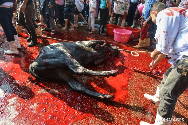 Egyptian Muslims sacrifice animals on the first day of of Eid al-Adha or the feast of sacrifice, in Cairo, Egypt, on September 12, 2016. Muslims across the world are celebrating the annual festival of Eid al-Adha, or the...