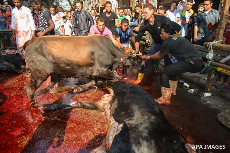 Egyptian Muslims sacrifice animals on the first day of of Eid al-Adha or the feast of sacrifice, in Cairo, Egypt, on September 12, 2016. Muslims across the world are celebrating the annual festival of Eid al-Adha, or the...