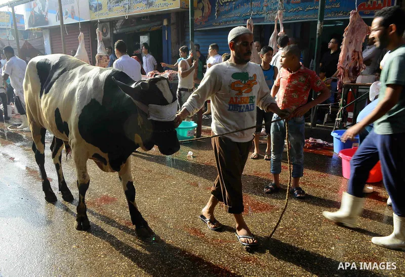 Egyptian Muslims sacrifice animals on the first day of of Eid al-Adha or the feast of sacrifice, in Cairo, Egypt, on September 12, 2016. Muslims across the world are celebrating the annual festival of Eid al-Adha, or the...