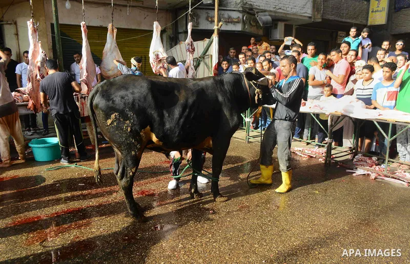 Egyptian Muslims sacrifice animals on the first day of of Eid al-Adha or the feast of sacrifice, in Cairo, Egypt, on September 12, 2016. Muslims across the world are celebrating the annual festival of Eid al-Adha, or the...