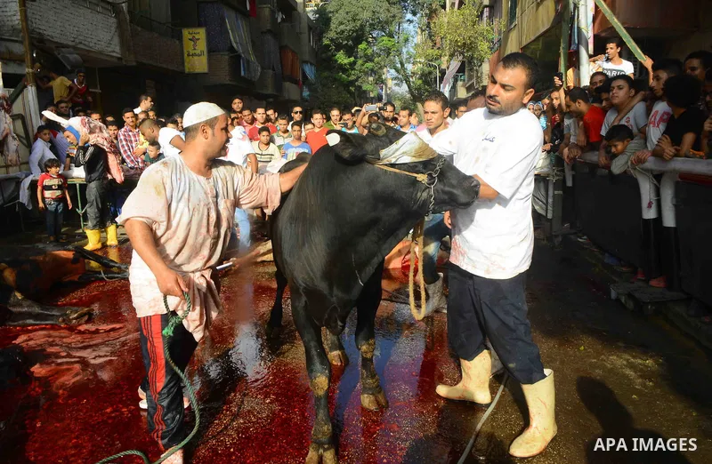 Egyptian Muslims sacrifice animals on the first day of of Eid al-Adha or the feast of sacrifice, in Cairo, Egypt, on September 12, 2016. Muslims across the world are celebrating the annual festival of Eid al-Adha, or the...