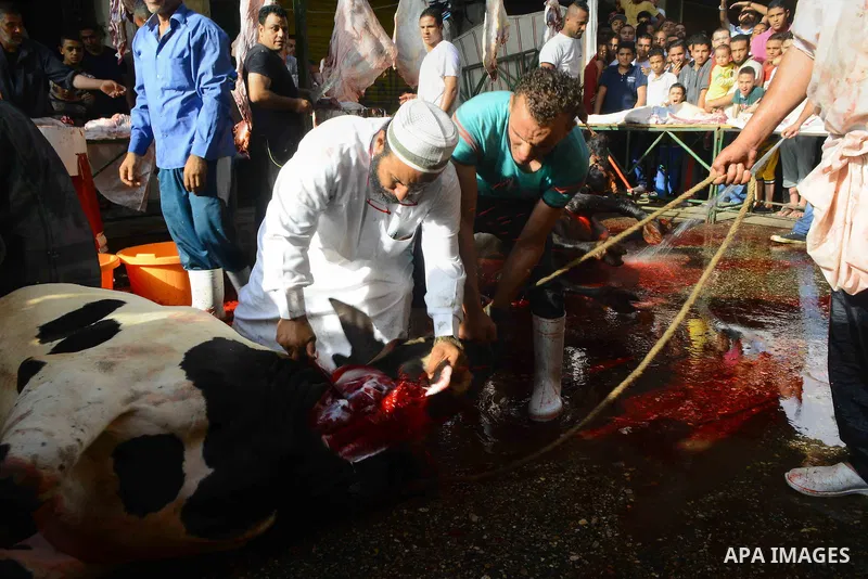 Egyptian Muslims sacrifice animals on the first day of of Eid al-Adha or the feast of sacrifice, in Cairo, Egypt, on September 12, 2016. Muslims across the world are celebrating the annual festival of Eid al-Adha, or the...