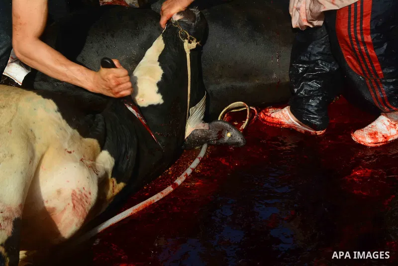 Egyptian Muslims sacrifice animals on the first day of of Eid al-Adha or the feast of sacrifice, in Cairo, Egypt, on September 12, 2016. Muslims across the world are celebrating the annual festival of Eid al-Adha, or the...