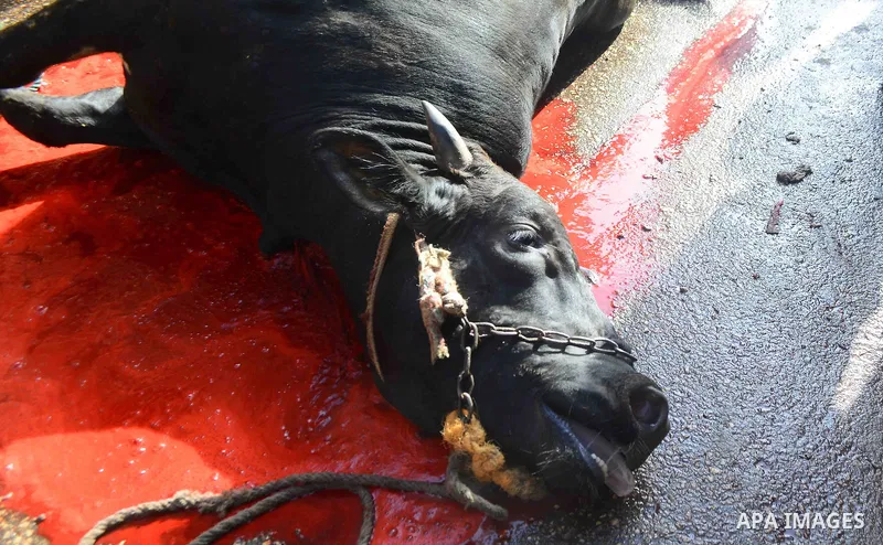 Egyptian Muslims sacrifice animals on the first day of of Eid al-Adha or the feast of sacrifice, in Cairo, Egypt, on September 12, 2016. Muslims across the world are celebrating the annual festival of Eid al-Adha, or the...