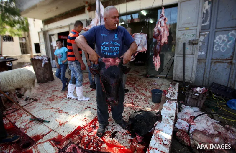 Palestinian Muslims sacrifice animals on the second day of of Eid al-Adha or the feast of sacrifice, in the West Bank city of Nablus on September 13, 2016. Muslims across the world are celebrating the annual festival of...