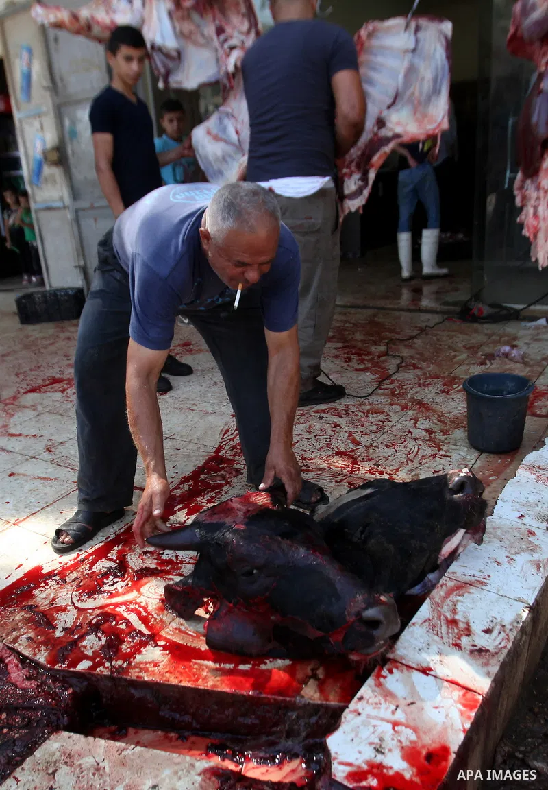 Palestinian Muslims sacrifice animals on the second day of of Eid al-Adha or the feast of sacrifice, in the West Bank city of Nablus on September 13, 2016. Muslims across the world are celebrating the annual festival of...