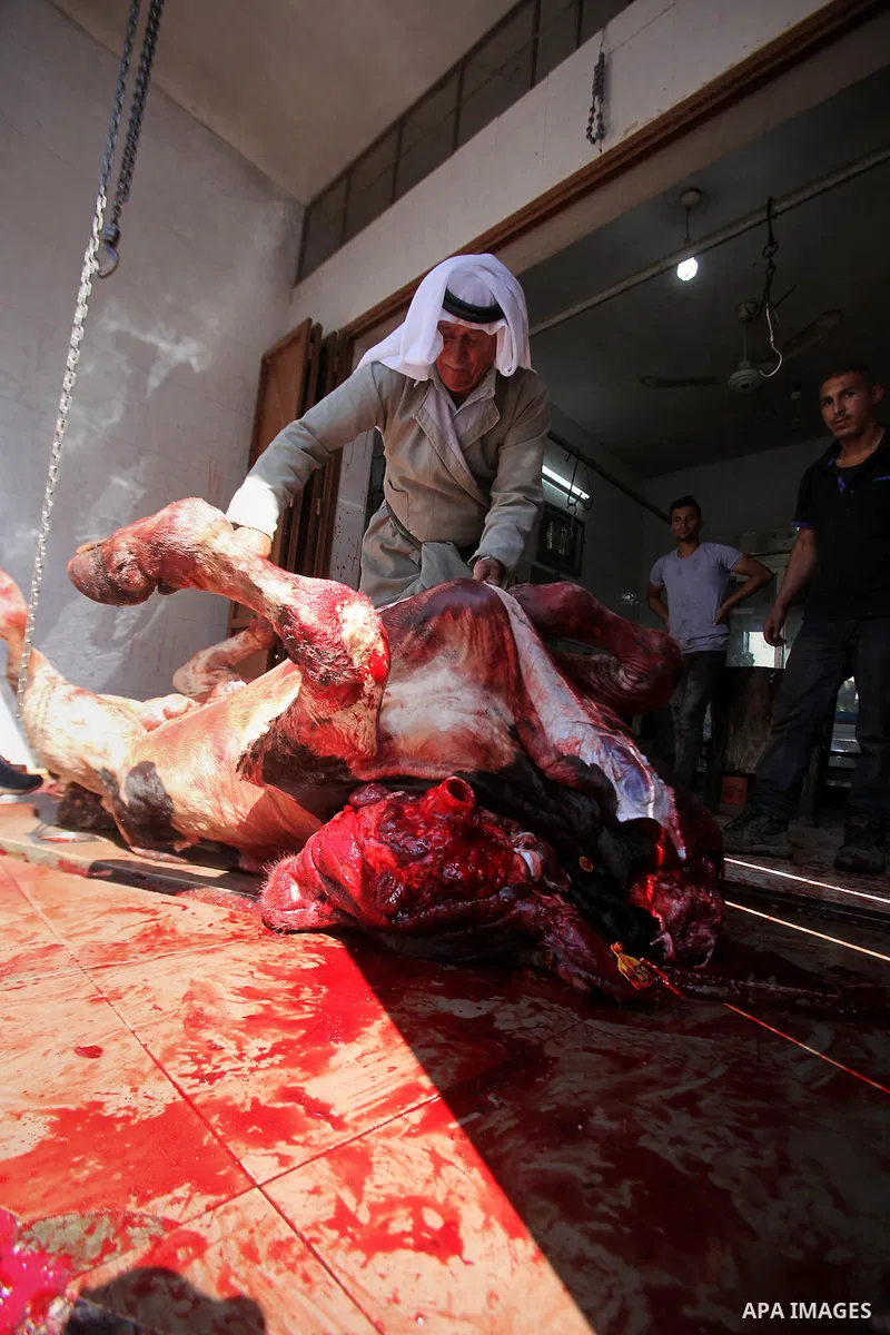 Palestinian Muslims sacrifice animals on the second day of of Eid al-Adha or the feast of sacrifice, in the West Bank city of Nablus on September 13, 2016. Muslims across the world are celebrating the annual festival of...