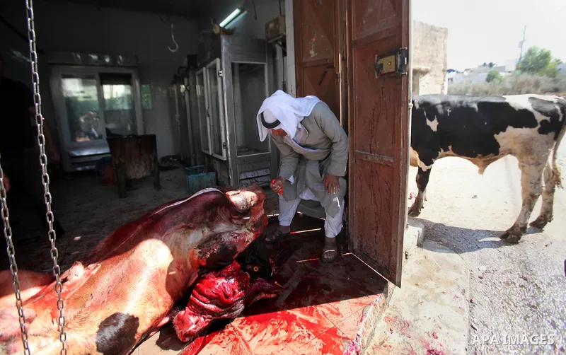 Palestinian Muslims sacrifice animals on the second day of of Eid al-Adha or the feast of sacrifice, in the West Bank city of Nablus on September 13, 2016. Muslims across the world are celebrating the annual festival of...