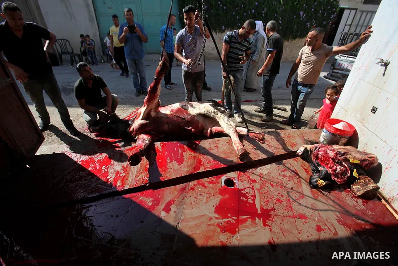 Palestinian Muslims sacrifice animals on the second day of of Eid al-Adha or the feast of sacrifice, in the West Bank city of Nablus on September 13, 2016. Muslims across the world are celebrating the annual festival of...