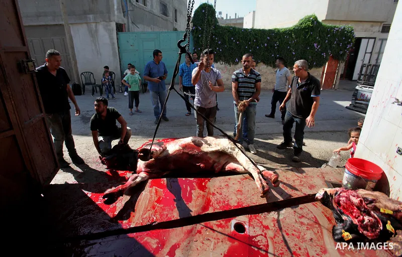 Palestinian Muslims sacrifice animals on the second day of of Eid al-Adha or the feast of sacrifice, in the West Bank city of Nablus on September 13, 2016. Muslims across the world are celebrating the annual festival of...