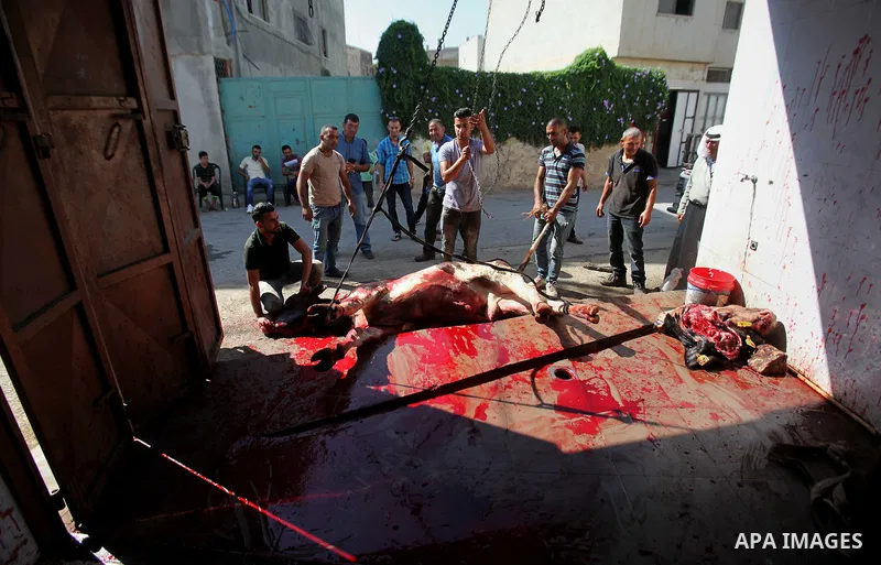 Palestinian Muslims sacrifice animals on the second day of of Eid al-Adha or the feast of sacrifice, in the West Bank city of Nablus on September 13, 2016. Muslims across the world are celebrating the annual festival of...