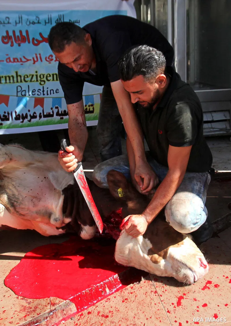 Palestinian Muslims sacrifice animals on the second day of of Eid al-Adha or the feast of sacrifice, in the West Bank city of Nablus on September 13, 2016. Muslims across the world are celebrating the annual festival of...