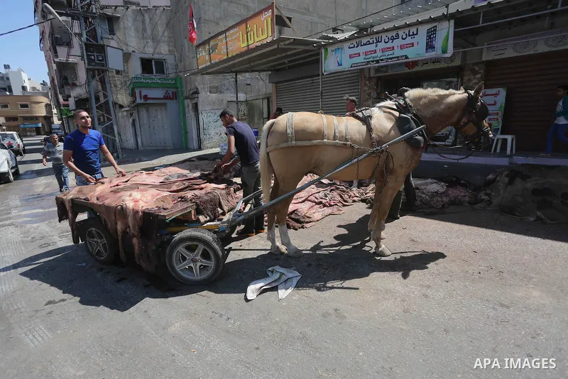 A Palestinian leather tannery worker, salts the hides of sacrificial animals before drying them, during second day of Eid al-Adha or the feast of sacrifice, in a workshop in Gaza city on September 13, 2016. Muslims acros...