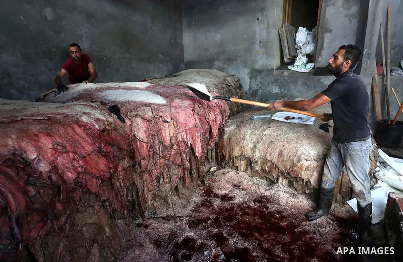 A Palestinian leather tannery worker, salts the hides of sacrificial animals before drying them, during second day of Eid al-Adha or the feast of sacrifice, in a workshop in Gaza city on September 13, 2016. Muslims acros...