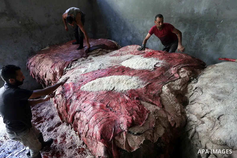 A Palestinian leather tannery worker, salts the hides of sacrificial animals before drying them, during second day of Eid al-Adha or the feast of sacrifice, in a workshop in Gaza city on September 13, 2016. Muslims acros...