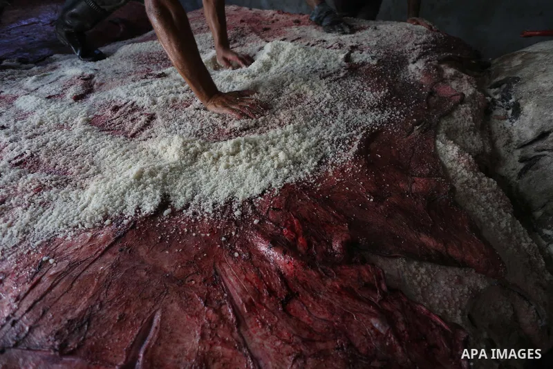 A Palestinian leather tannery worker, salts the hides of sacrificial animals before drying them, during second day of Eid al-Adha or the feast of sacrifice, in a workshop in Gaza city on September 13, 2016. Muslims acros...