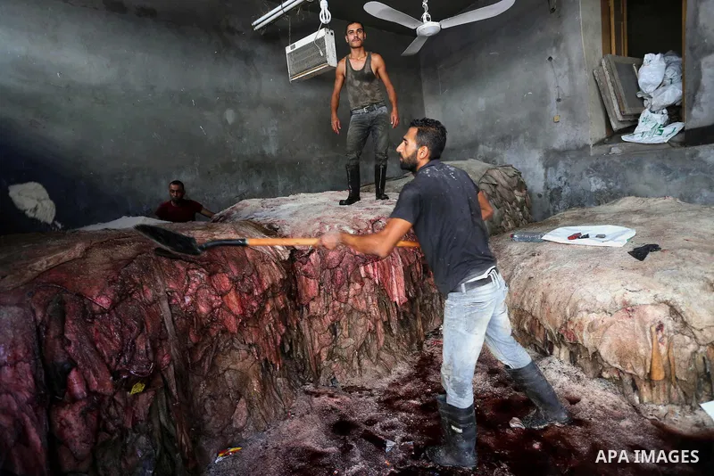 A Palestinian leather tannery worker, salts the hides of sacrificial animals before drying them, during second day of Eid al-Adha or the feast of sacrifice, in a workshop in Gaza city on September 13, 2016. Muslims acros...