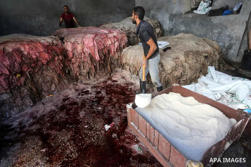 A Palestinian leather tannery worker, salts the hides of sacrificial animals before drying them, during second day of Eid al-Adha or the feast of sacrifice, in a workshop in Gaza city on September 13, 2016. Muslims acros...