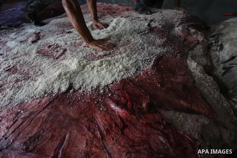 A Palestinian leather tannery worker, salts the hides of sacrificial animals before drying them, during second day of Eid al-Adha or the feast of sacrifice, in a workshop in Gaza city on September 13, 2016. Muslims acros...