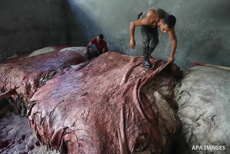 A Palestinian leather tannery worker, salts the hides of sacrificial animals before drying them, during second day of Eid al-Adha or the feast of sacrifice, in a workshop in Gaza city on September 13, 2016. Muslims acros...