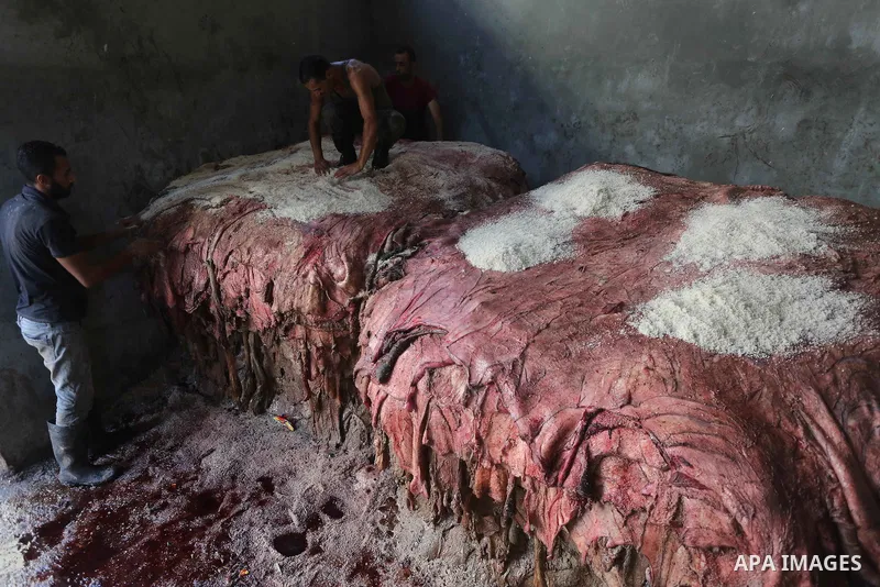 A Palestinian leather tannery worker, salts the hides of sacrificial animals before drying them, during second day of Eid al-Adha or the feast of sacrifice, in a workshop in Gaza city on September 13, 2016. Muslims acros...