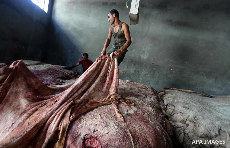 A Palestinian leather tannery worker, salts the hides of sacrificial animals before drying them, during second day of Eid al-Adha or the feast of sacrifice, in a workshop in Gaza city on September 13, 2016. Muslims acros...