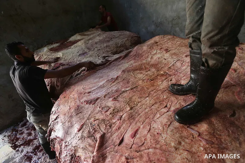 A Palestinian leather tannery worker, salts the hides of sacrificial animals before drying them, during second day of Eid al-Adha or the feast of sacrifice, in a workshop in Gaza city on September 13, 2016. Muslims acros...