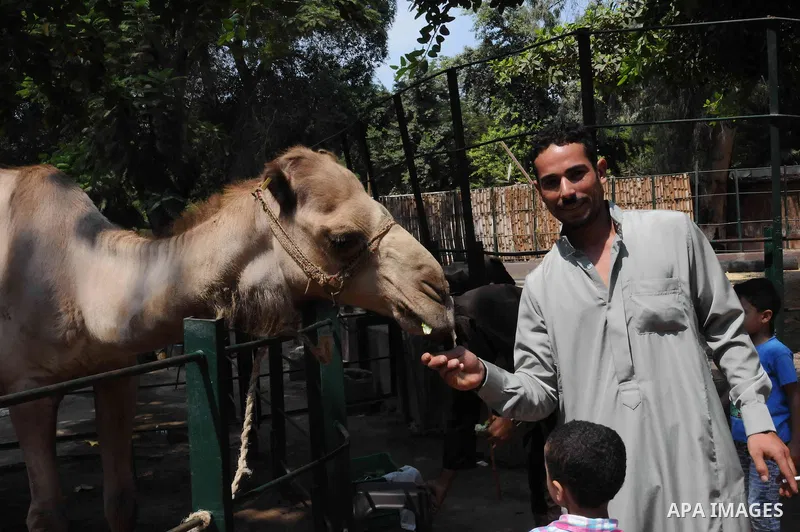 Egyptian enjoy the second day of Eid al-Adha or the feast of sacrifice, at a park in cairo, on Sep. 13, 2016. Muslims across the world are celebrating the annual festival of Eid al-Adha, or the Festival of Sacrifice, whi...