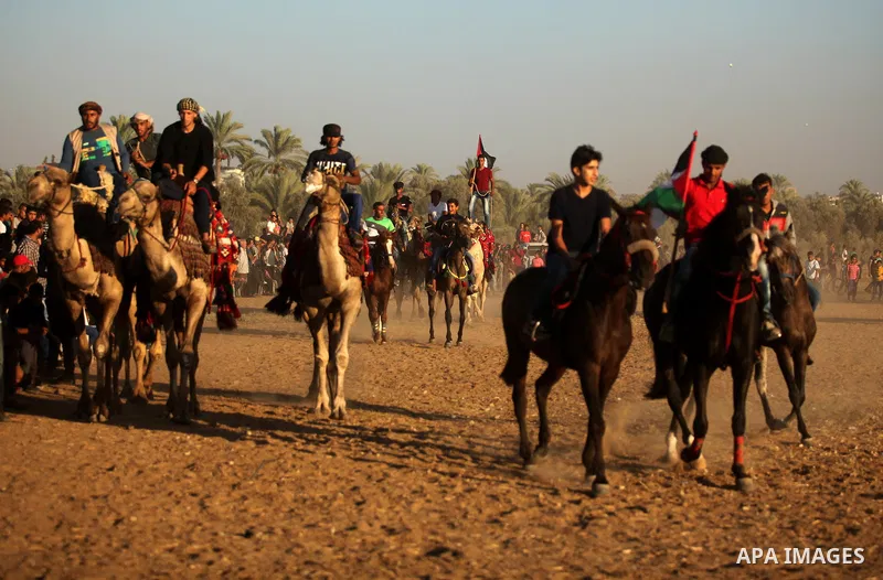 Palestinians ride horses and camels during a Bedouin festival in Dair Al Balah in the central Gaza Strip September 16, 2016. Photo by Ashraf Amra