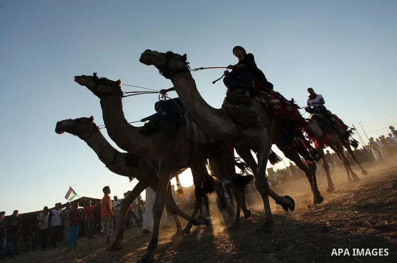 Palestinians ride camels during a Bedouin festival in Dair Al Balah in the central Gaza Strip September 16, 2016. Photo by Ashraf Amra