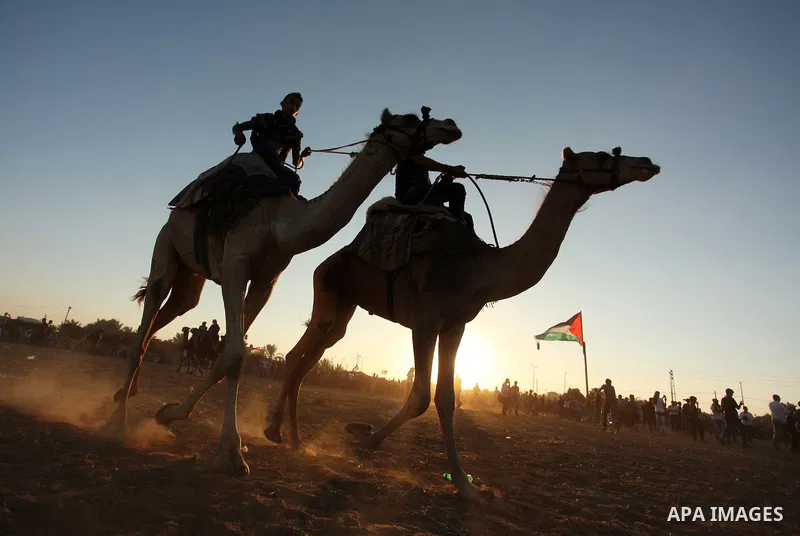 Palestinians ride camels during a Bedouin festival in Dair Al Balah in the central Gaza Strip September 16, 2016. Photo by Ashraf Amra