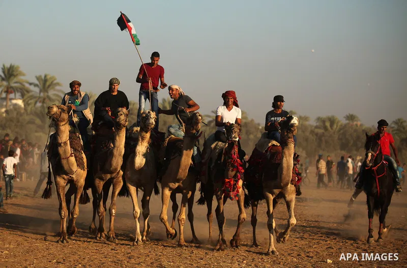 Palestinians ride camels during a Bedouin festival in Dair Al Balah in the central Gaza Strip September 16, 2016. Photo by Ashraf Amra