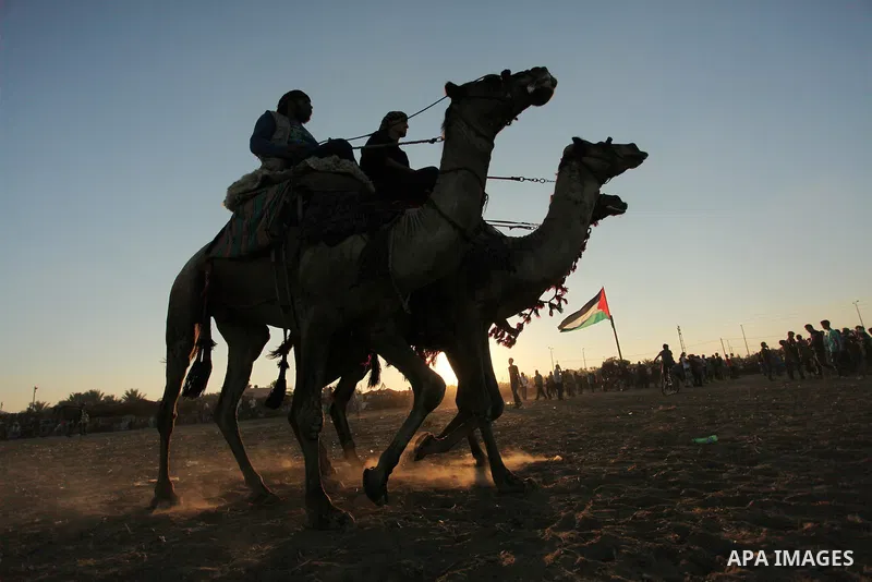 Palestinians ride camels during a Bedouin festival in Dair Al Balah in the central Gaza Strip September 16, 2016. Photo by Ashraf Amra