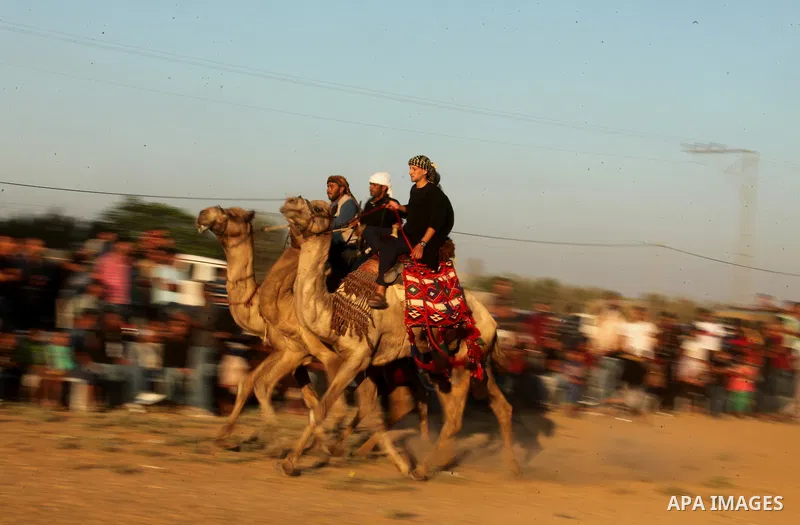 Palestinians ride horses and camels during a Bedouin festival in Dair Al Balah in the central Gaza Strip September 16, 2016. Photo by Ashraf Amra