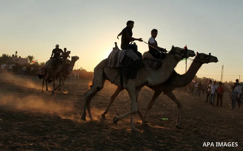 Palestinians ride camels during a Bedouin festival in Dair Al Balah in the central Gaza Strip September 16, 2016. Photo by Ashraf Amra