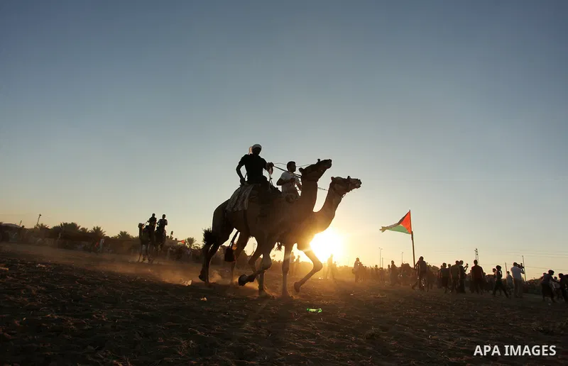 Palestinians ride camels during a Bedouin festival in Dair Al Balah in the central Gaza Strip September 16, 2016. Photo by Ashraf Amra