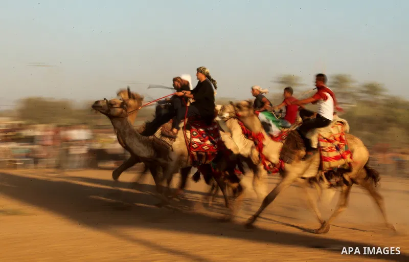 Palestinians ride camels during a Bedouin festival in Dair Al Balah in the central Gaza Strip September 16, 2016. Photo by Ashraf Amra