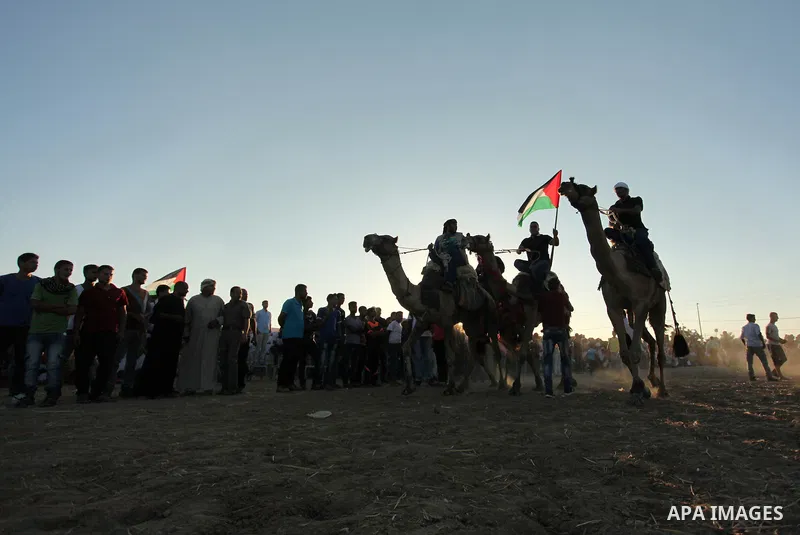 Palestinians ride camels during a Bedouin festival in Dair Al Balah in the central Gaza Strip September 16, 2016. Photo by Ashraf Amra