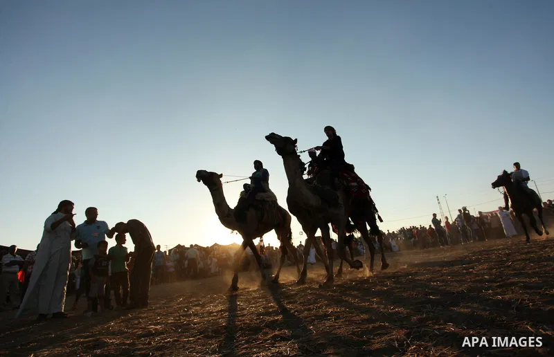 Palestinians ride camels during a Bedouin festival in Dair Al Balah in the central Gaza Strip September 16, 2016. Photo by Ashraf Amra