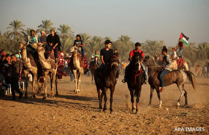 Palestinians ride horses and camels during a Bedouin festival in Dair Al Balah in the central Gaza Strip September 16, 2016. Photo by Ashraf Amra