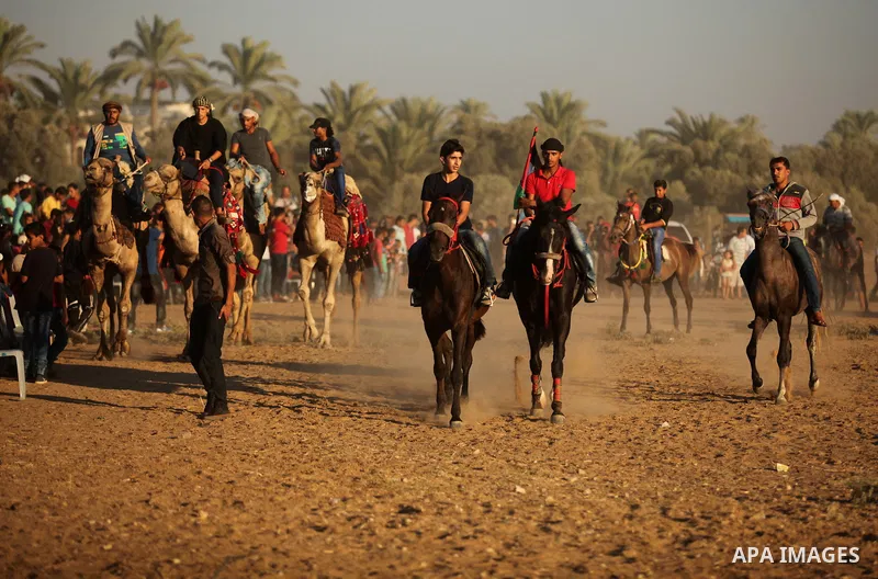 Palestinians ride horses and camels during a Bedouin festival in Dair Al Balah in the central Gaza Strip September 16, 2016. Photo by Ashraf Amra