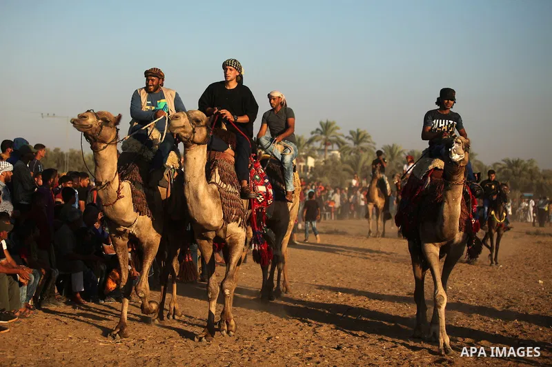 Palestinians ride camels during a Bedouin festival in Dair Al Balah in the central Gaza Strip September 16, 2016. Photo by Ashraf Amra