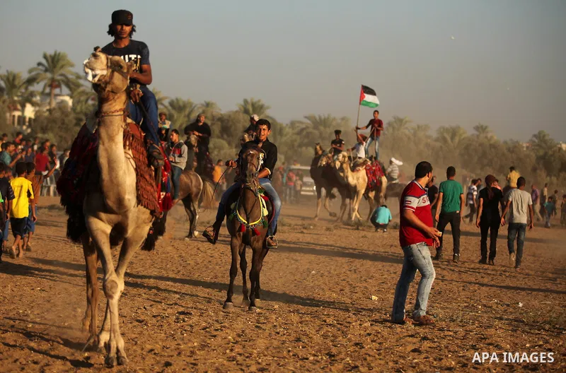 Palestinians ride horses and camels during a Bedouin festival in Dair Al Balah in the central Gaza Strip September 16, 2016. Photo by Ashraf Amra