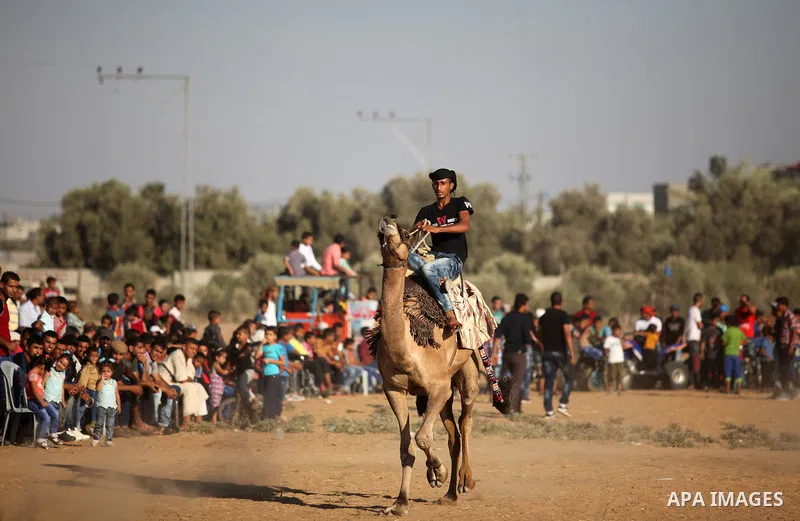 A Palestinian man rides a camel during a Bedouin festival in Dair Al Balah in the central Gaza Strip September 16, 2016. Photo by Ashraf Amra