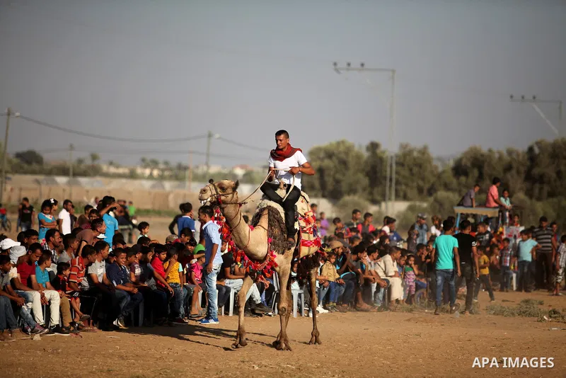 A Palestinian man rides a camel during a Bedouin festival in Dair Al Balah in the central Gaza Strip September 16, 2016. Photo by Ashraf Amra