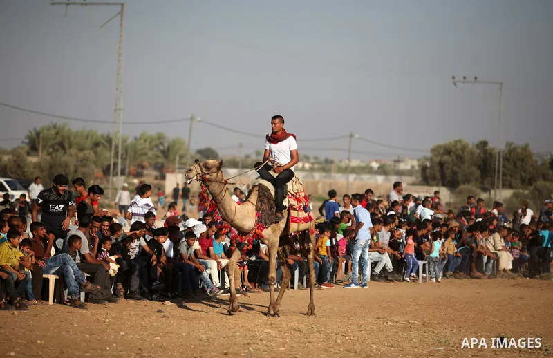 A Palestinian man rides a camel during a Bedouin festival in Dair Al Balah in the central Gaza Strip September 16, 2016. Photo by Ashraf Amra